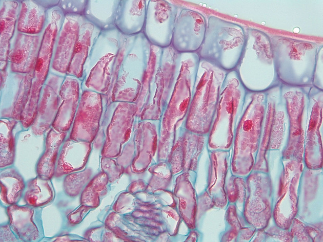 Dicot Leaf CS Slides - Dicot Leaf CS 01 400X